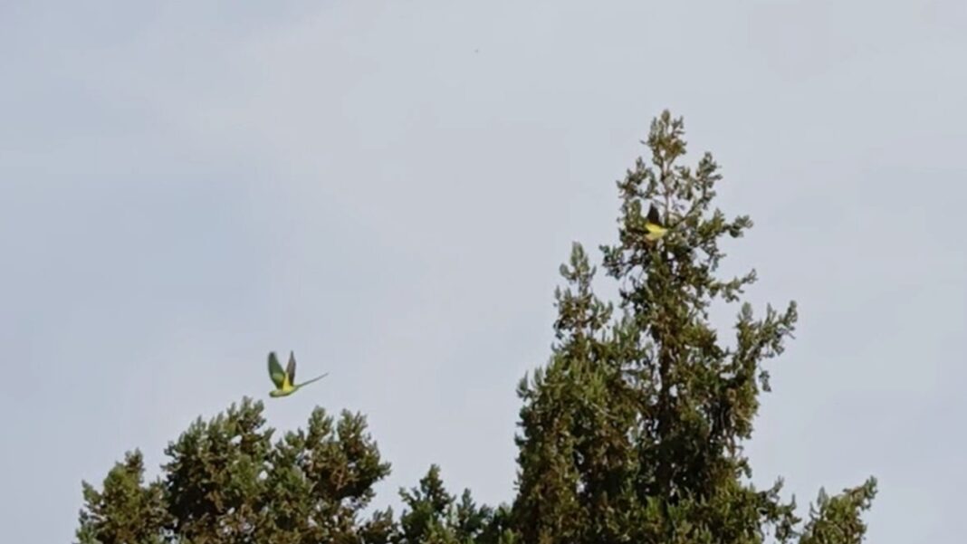 ANITKABİR YEŞİL PAPAĞAN İSKENDER