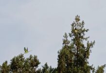 Anıtkabir’in renkli konukları: Yeşil Papağanlar