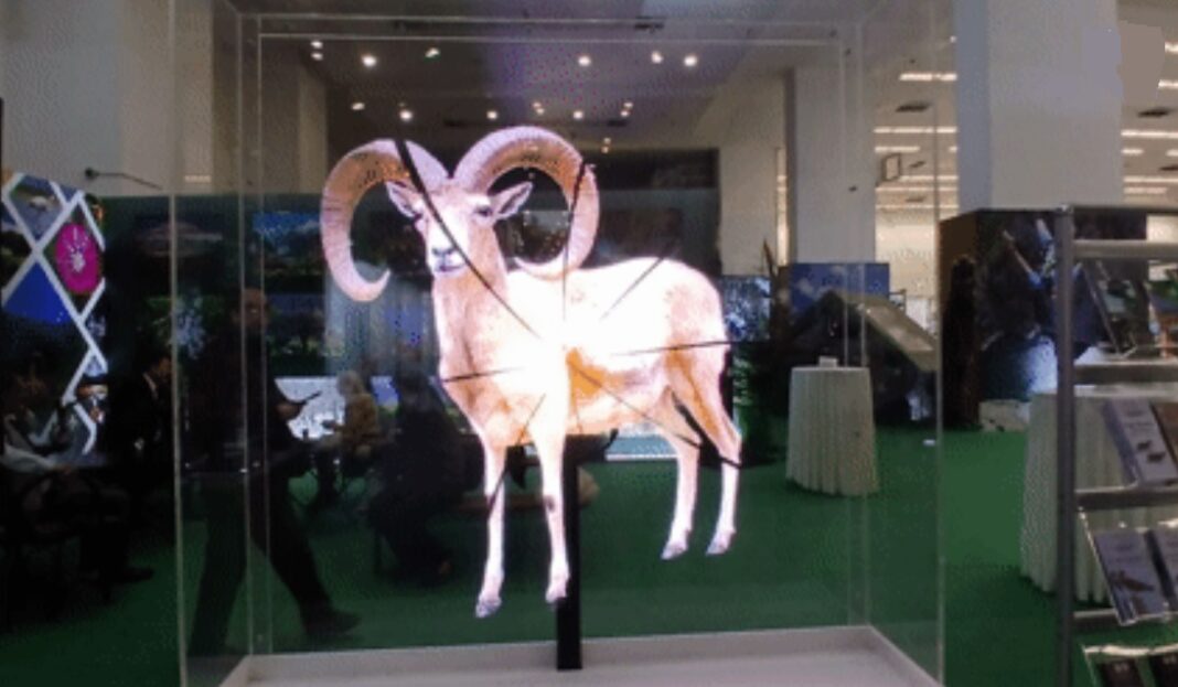 anadolu yaban koyunu travelexpo