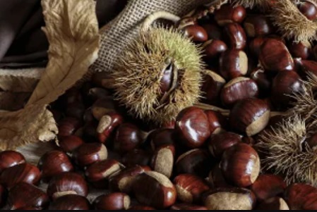 yılbaşı kestanesi chestnut
