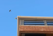 Yeşil papağanlar Başkent’i mesken tuttu