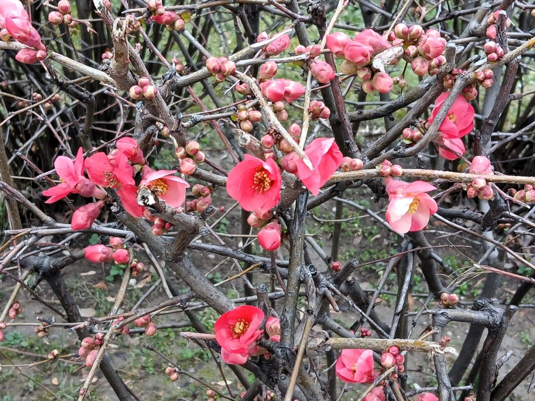 japon ayvası çiçek açtı ankara mamak bahçe cemre havaya düştü (2)