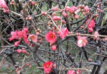 Bahar provası yapan Japon ayvası çiçek açtı