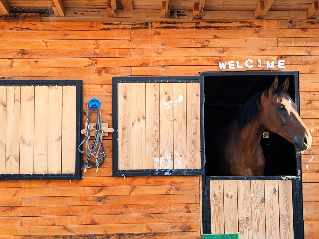 çankaya binicilik kulübü pony park çankaya belediyesi uğur mumcu parkı çukurambar